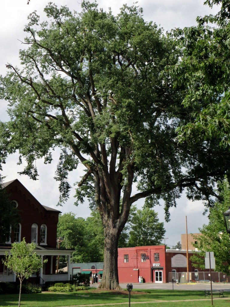 23 Most Common Trees in South Dakota ProGardenTips