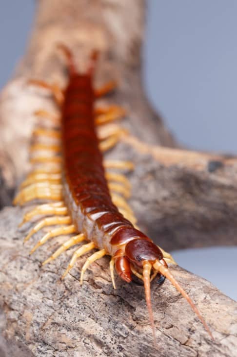 Centipede on log