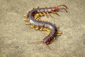 Centipede or chilopoda on the ground
