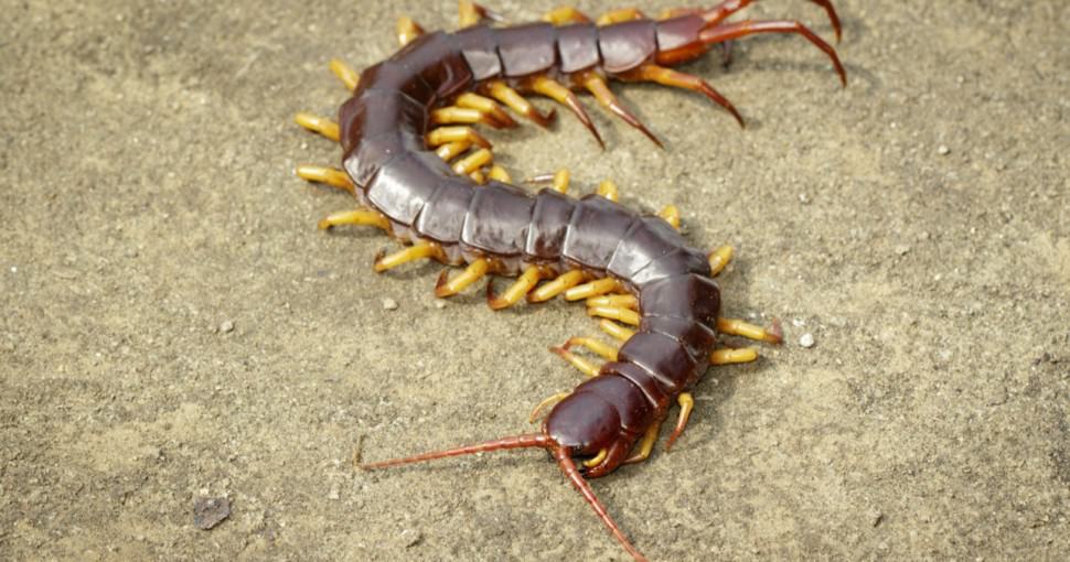 Centipede or chilopoda on the ground