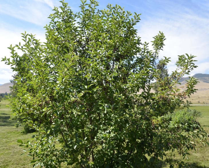 Common chokecherry Prunus virginiana