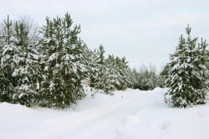 Evergreen trees in Michigan