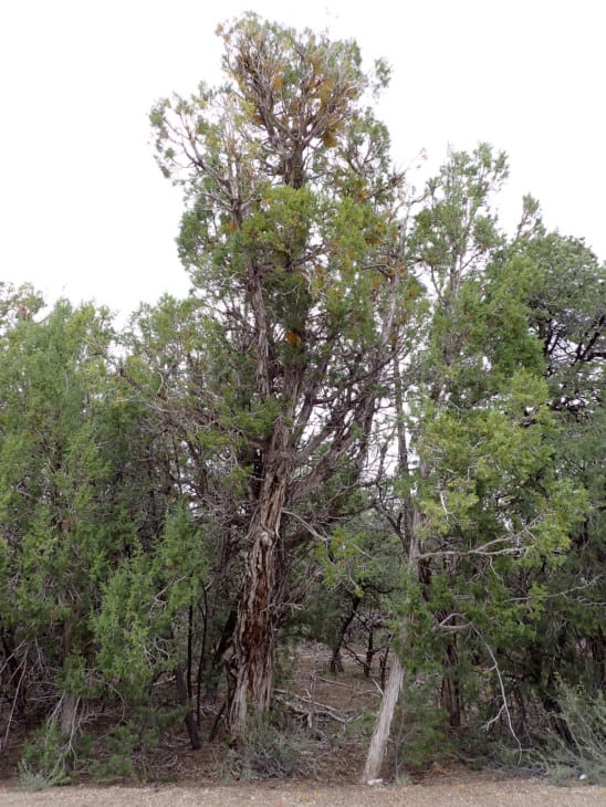 Juniperus osteosperma Utah juniper