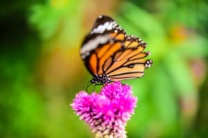 Monarch Butterflies on flower
