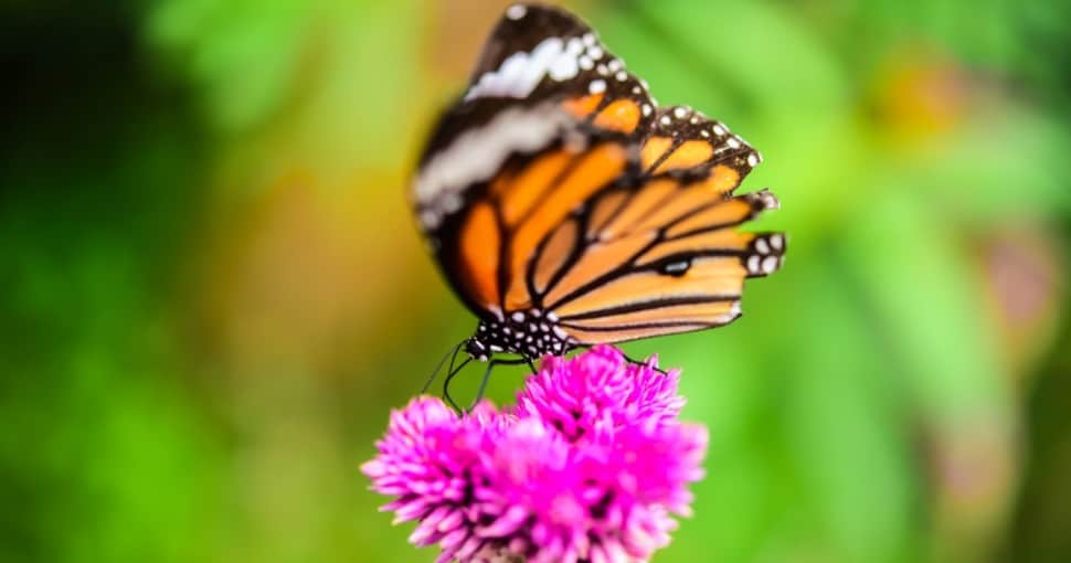 Monarch Butterflies on flower