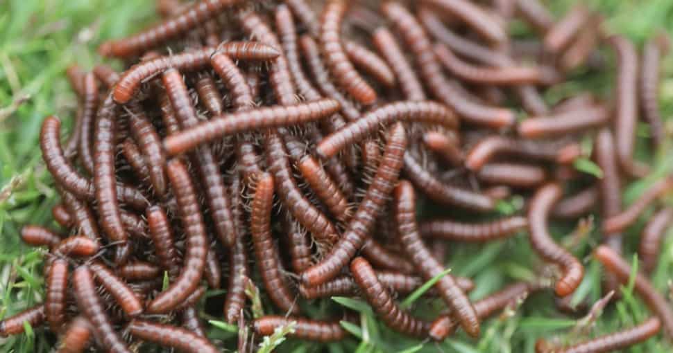Most Millipedes Coil Up