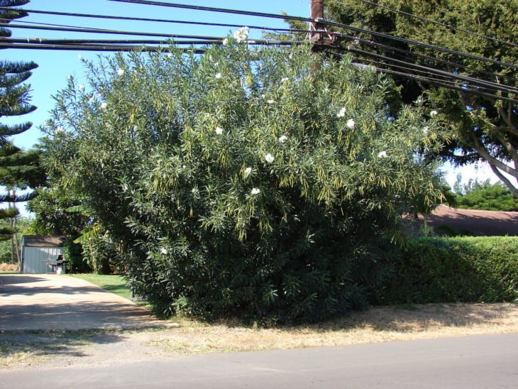 Nerium oleander Oleander