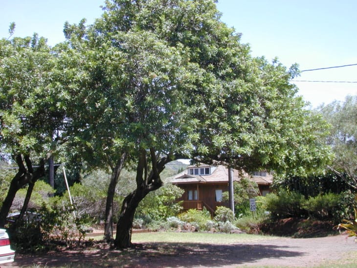 Schinus terebinthifolius Brazilian pepper tree