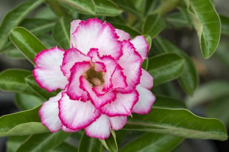 beautiful pink azalea flower