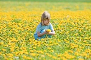 boy picking dandelions spring
