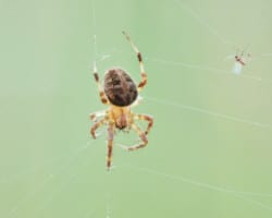 A garden spider with an insect in a web