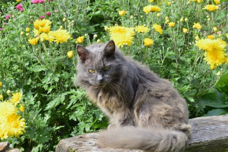 Are Chrysanthemums poisonous to cats