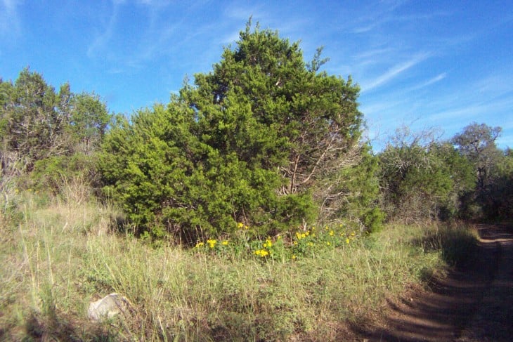 Ashes juniper Juniperus ashei