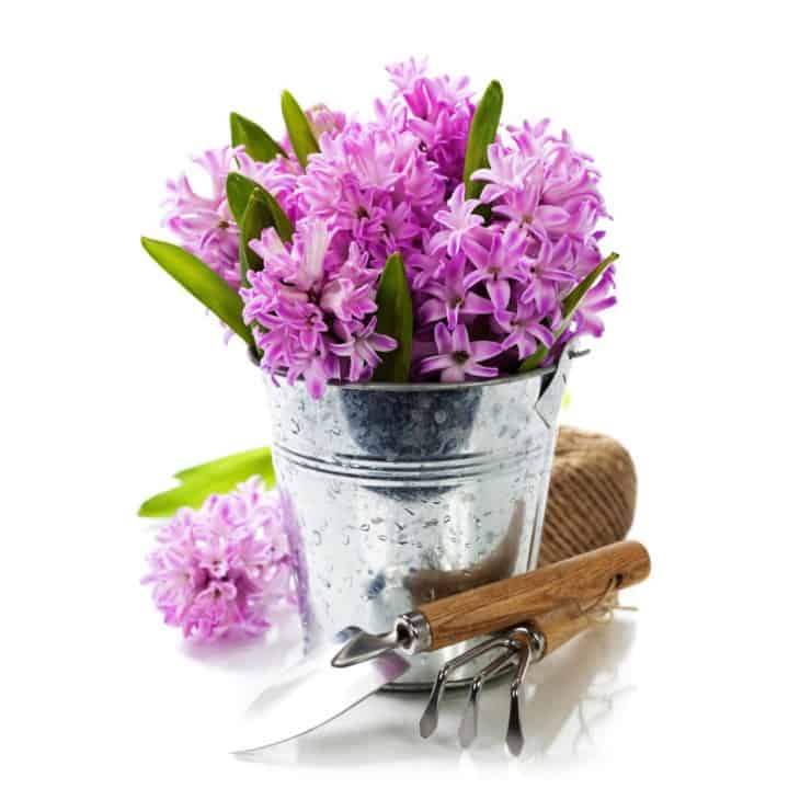 Beautiful Hyacinths in vase and garden tools