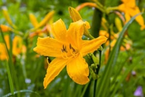 Bright yellow daylily