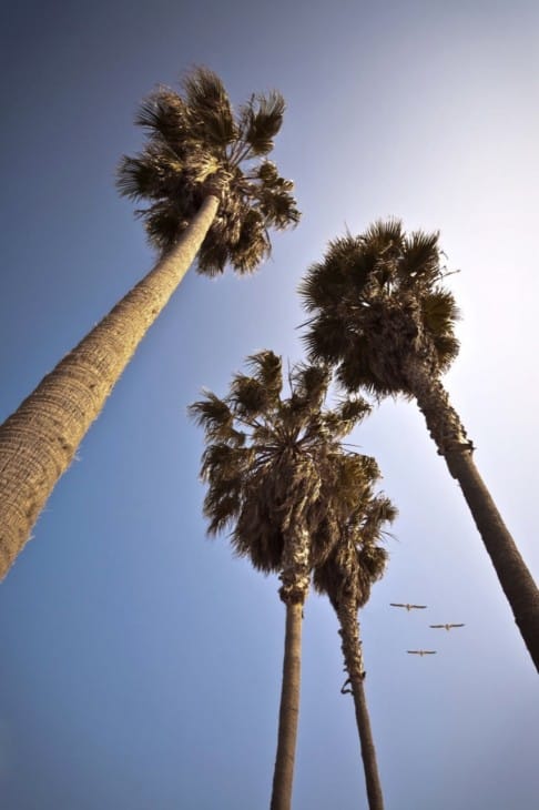 California Palm Trees With Birds Flying By
