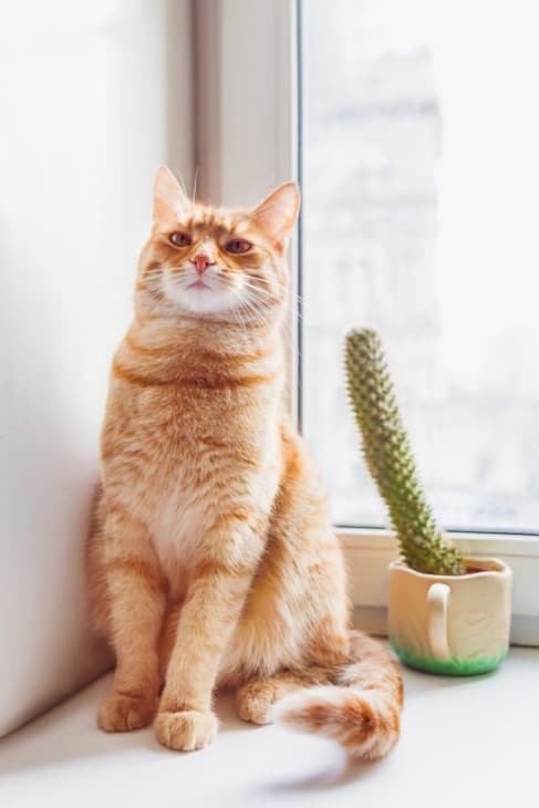 Cat with cactus