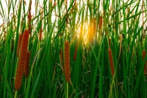 Cattails and sunlight