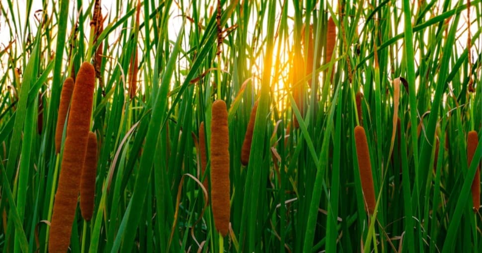 Cattails and sunlight