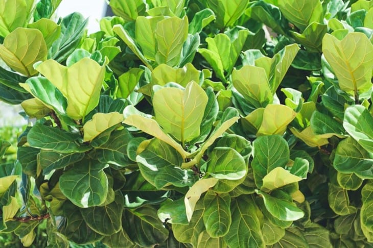 Close up view of large Fiddle leaf fig Ficus lyrata
