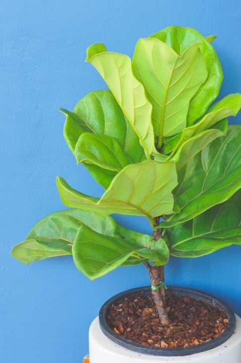 Close up view of small Fiddle leaf fig Ficus lyrata