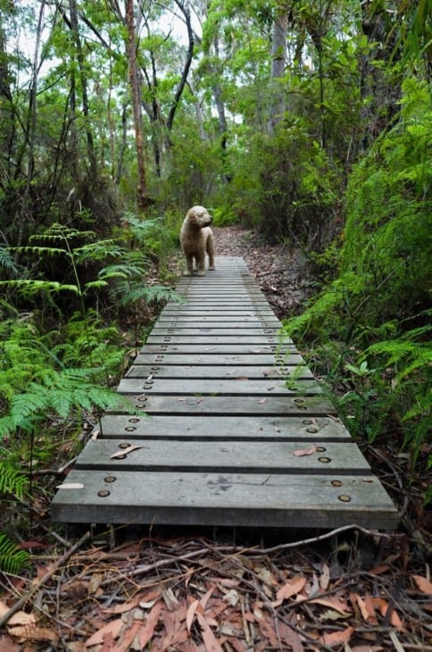 Dog crossing boardwalk in rainforest