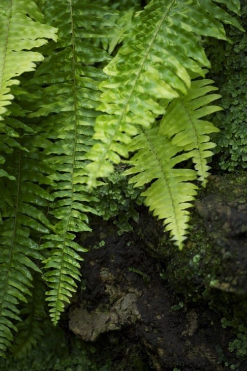 Ferns in the forest