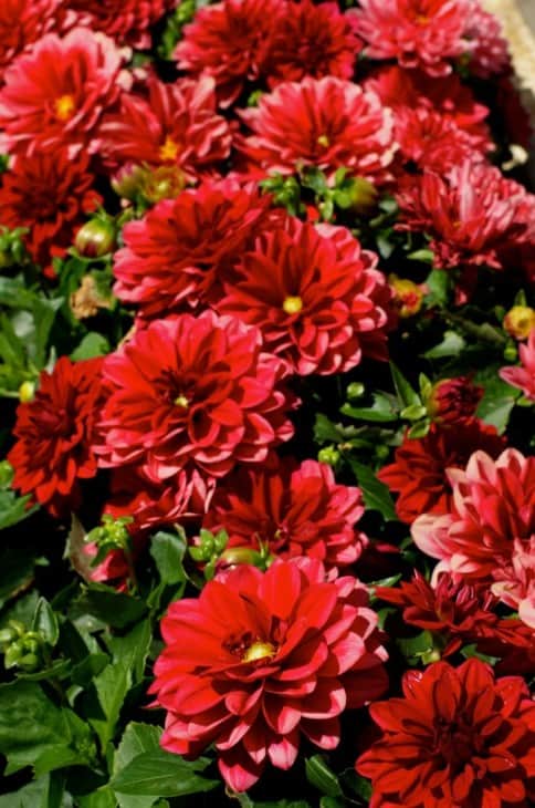 Flowerbed of Big Red Flower Dahlias with Buds