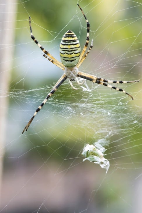 Garden spider in a web