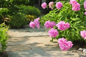 Garden with pink peonies