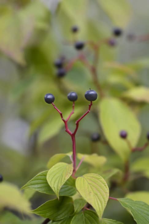 Giant dogwood berries Latin name Cornus controversa