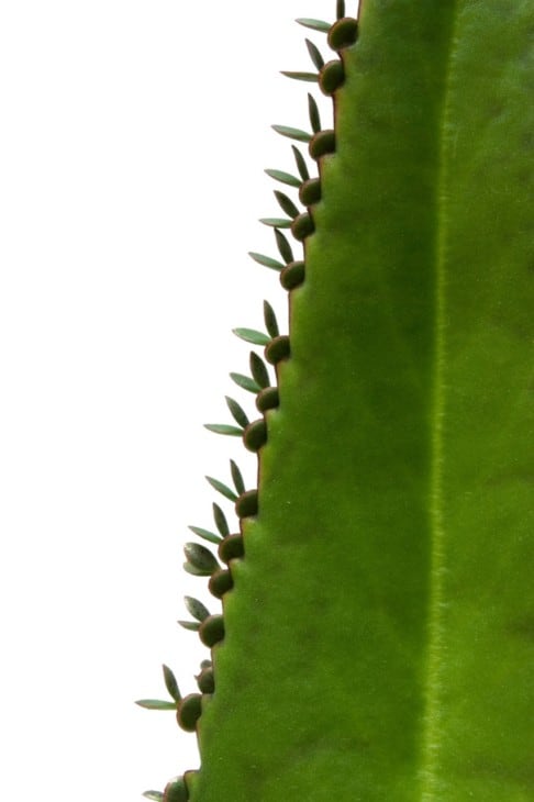 Green succulent leaf of medical plant kalanchoe