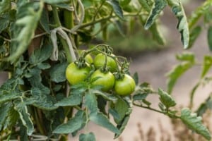 Green tomatoes in a garden