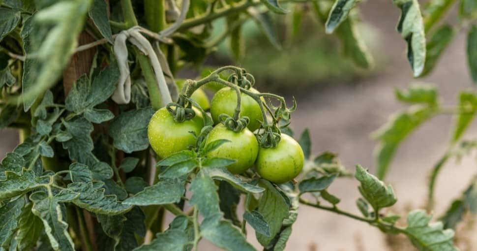Green tomatoes in a garden