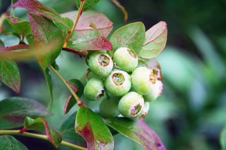 Green unripe blueberries on the bush