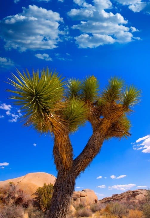 Joshua Tree National Park Yucca Valley California