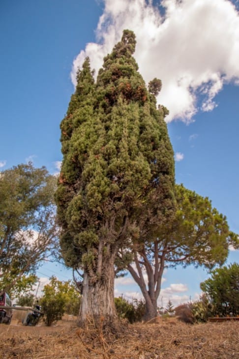 Mediterranean Cypress tree