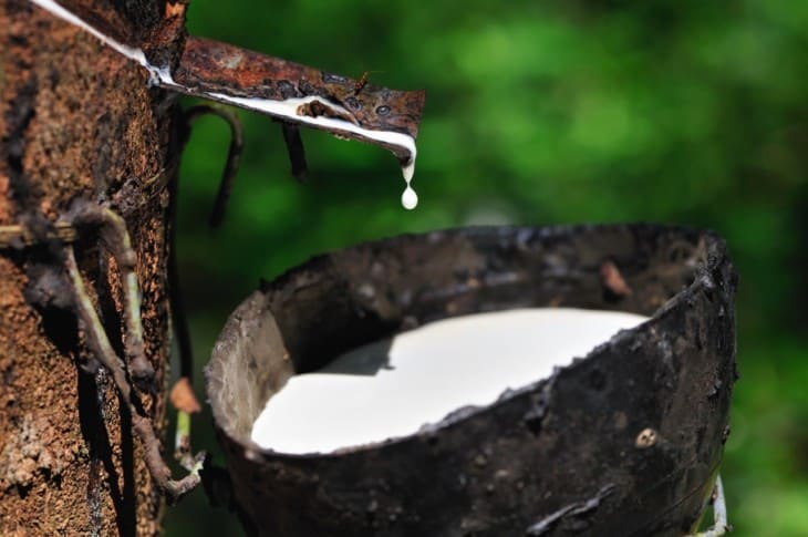 Milk of rubber tree flows into a wooden bowl