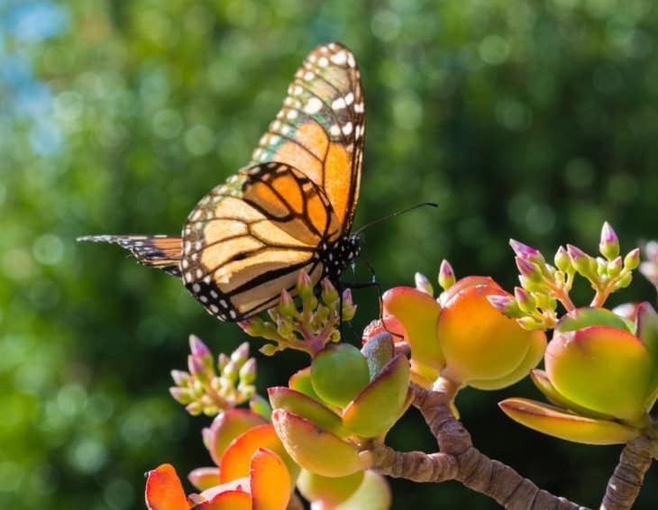 Monarch Butterfly on a Jade Plant