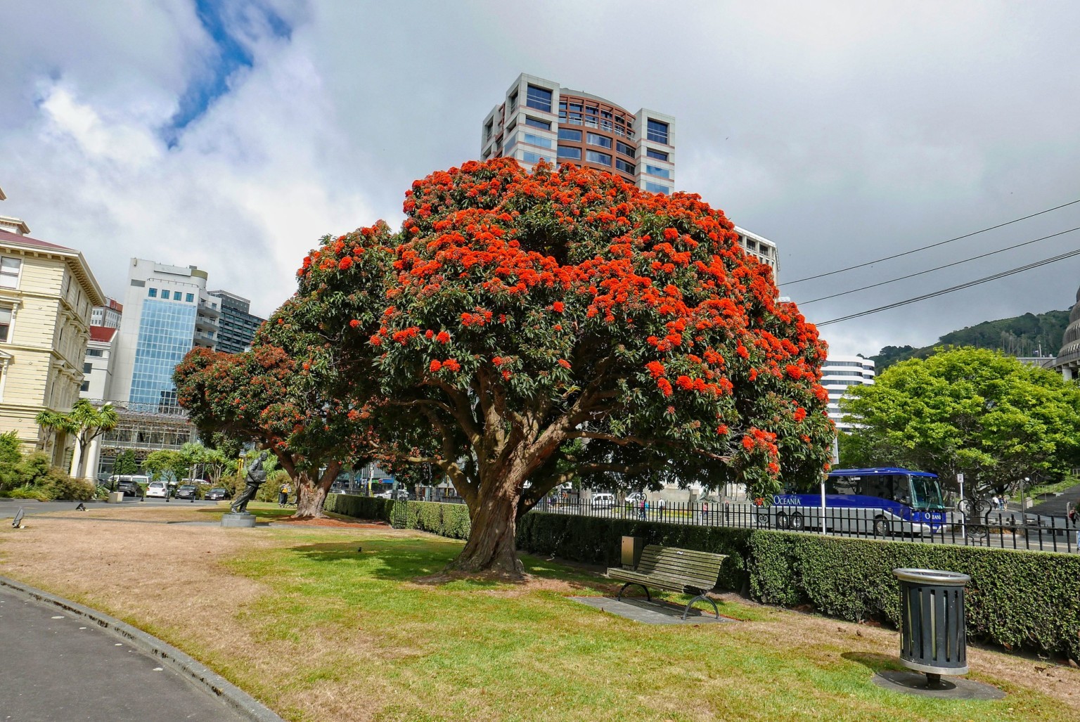 28 Evergreen trees in California ProGardenTips