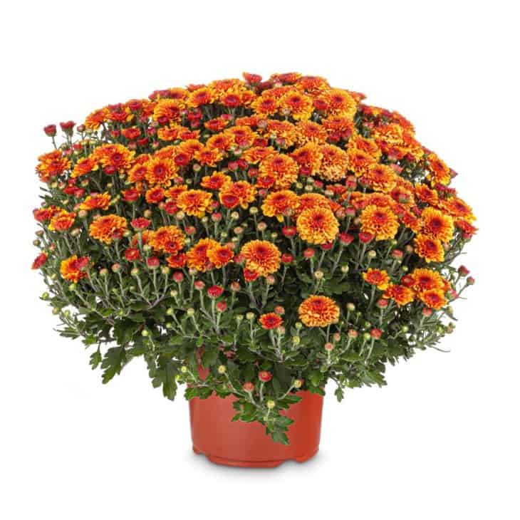 Orange Chrysanthemums in pot