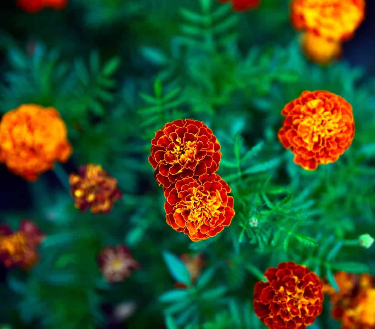 Are Marigolds Poisonous? - ProGardenTips
