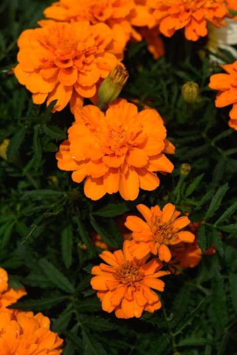 Orange marigolds flowers