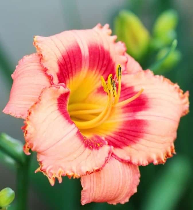 Peach Colored Daylily