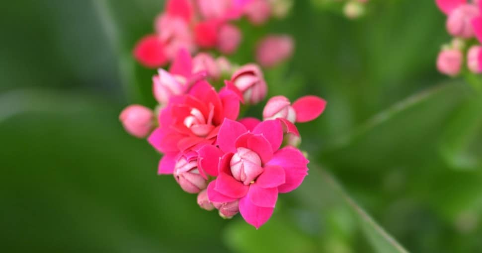 Pink Florist kalanchoe Kalanchoe blossfeldiana