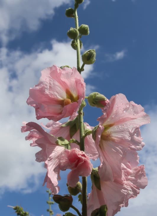 Pink flowering hollyhock