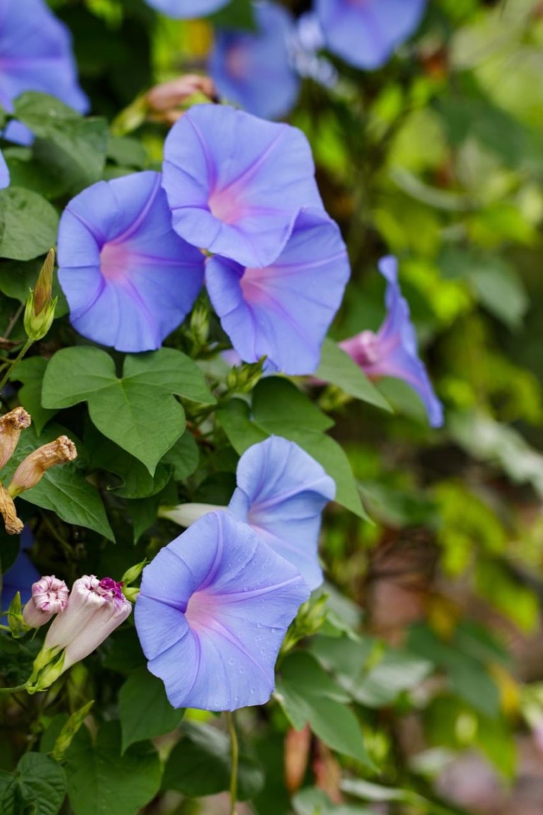Are Morning Glories Poisonous? ProGardenTips