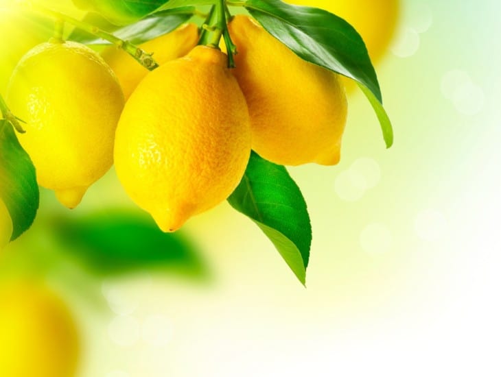 Ripe Lemons Hanging on a Lemon tree