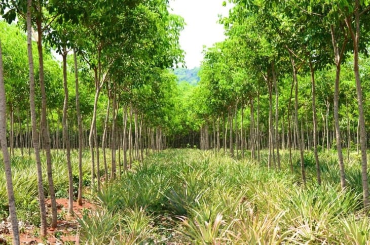 Rubber plantation trees