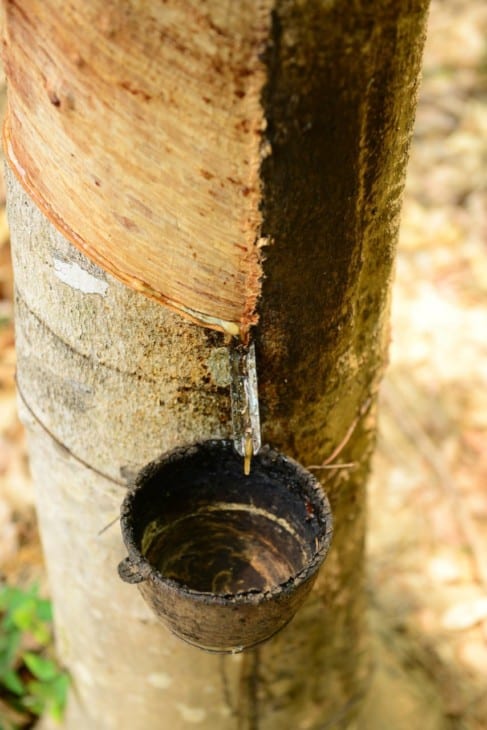 Rubber tree plantation in thailand